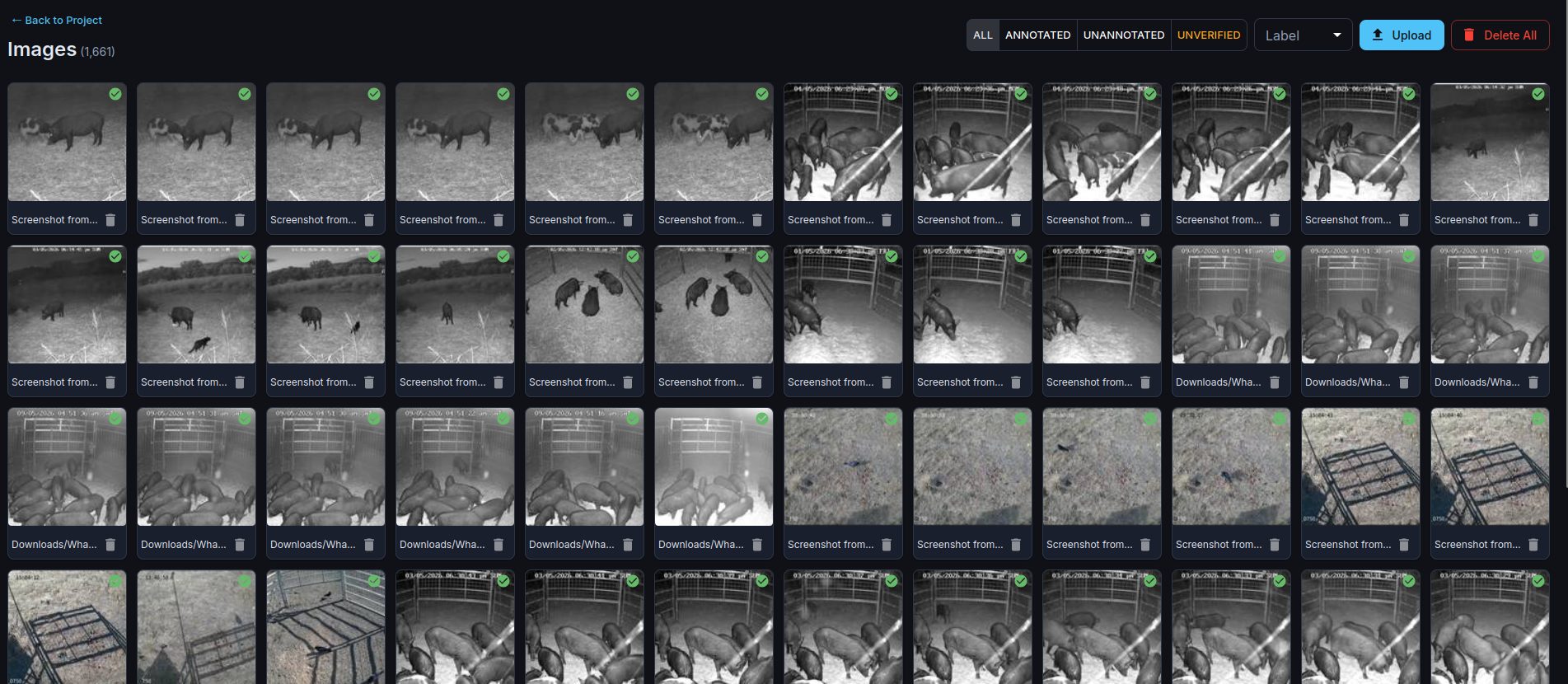 Annotation dataset browser showing labelled feral animal images