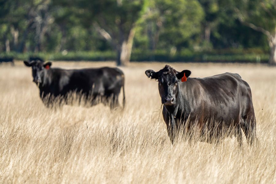 Beef cattle on an Australian property