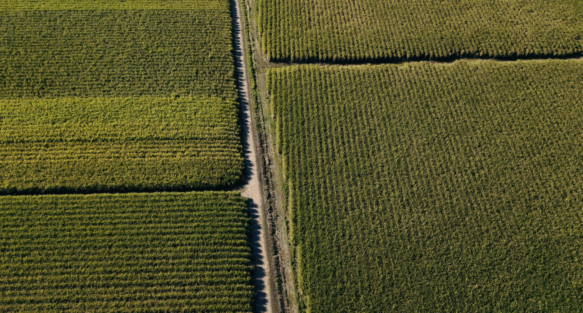 Aerial view of sugarcane fields