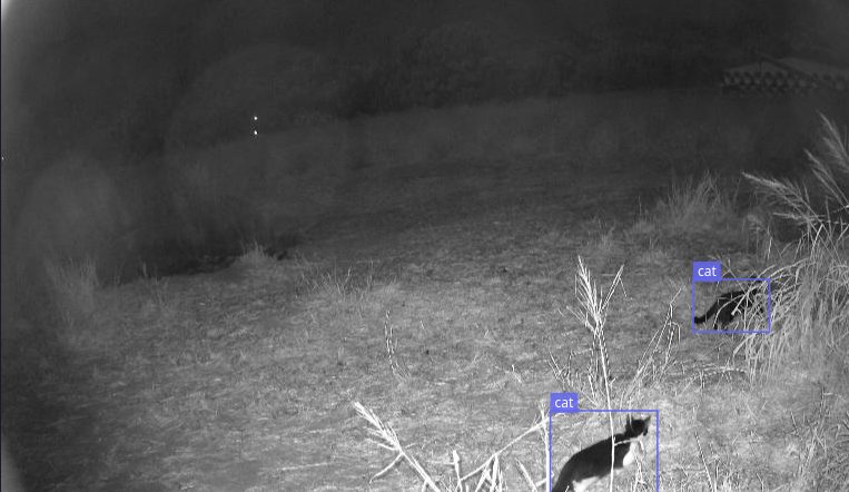 Night-vision feral cat detection