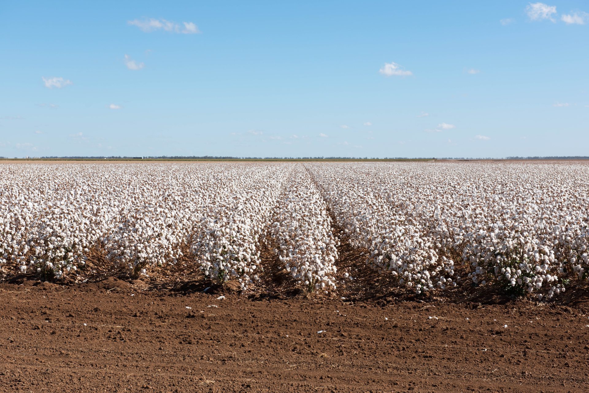 Australian cotton field ready for picking