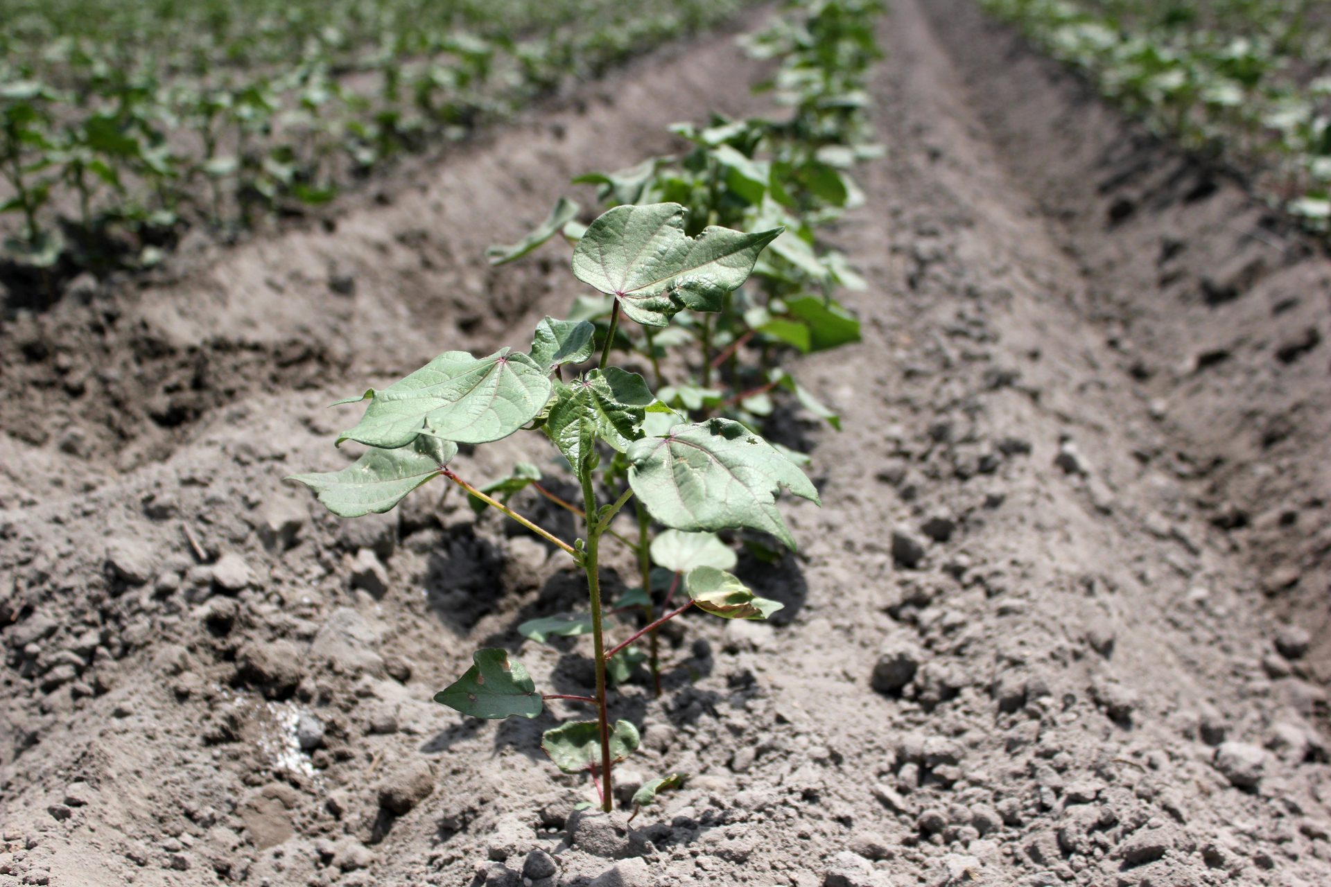Cotton seedlings at planting