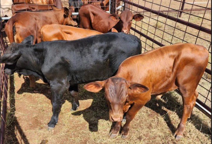 Beef cattle on an Australian property