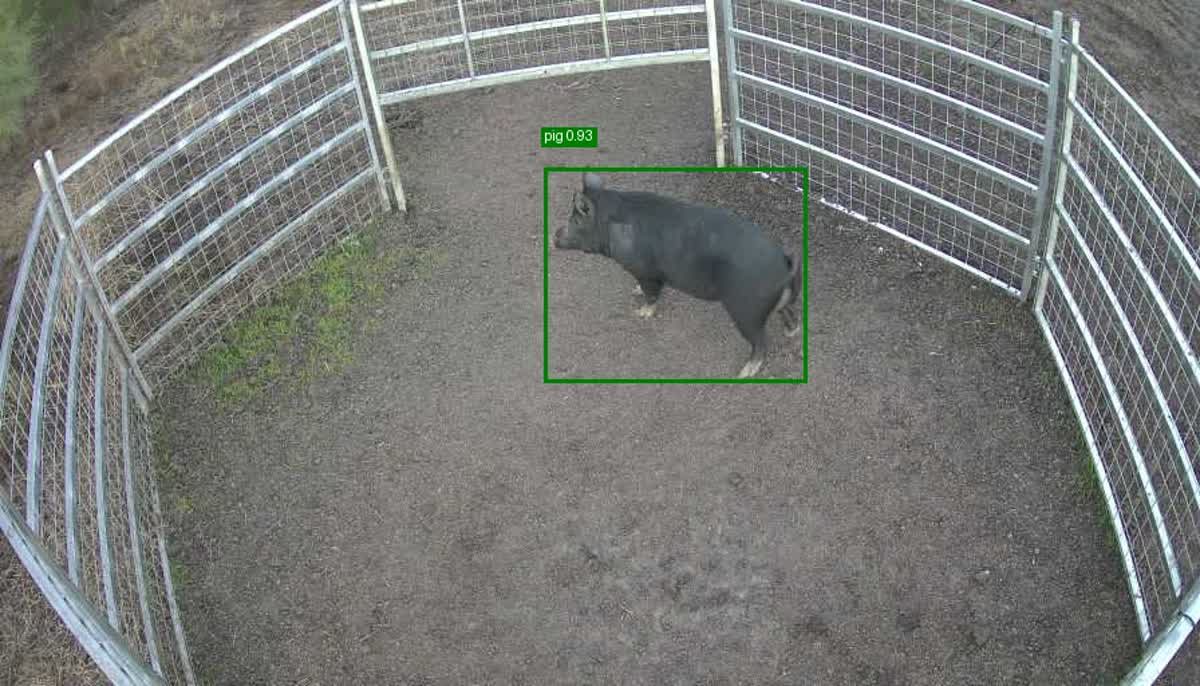 Daytime pig detection camera feed