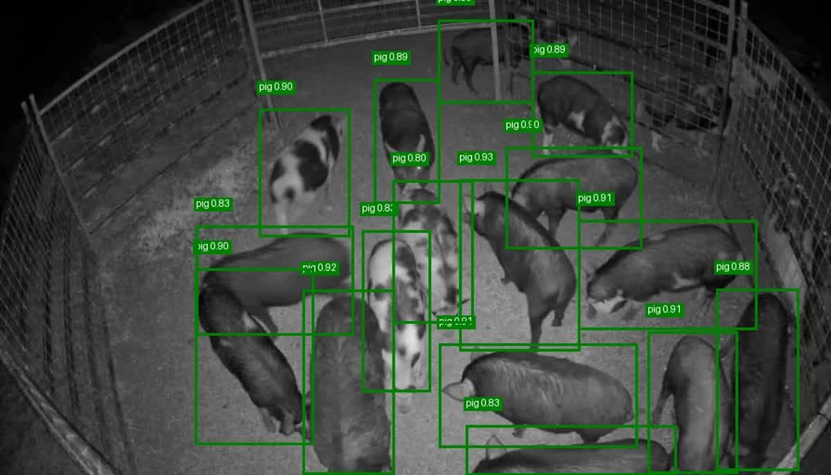 Night-vision pig detection with AI bounding boxes