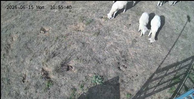 Sheep livestock monitoring camera feed